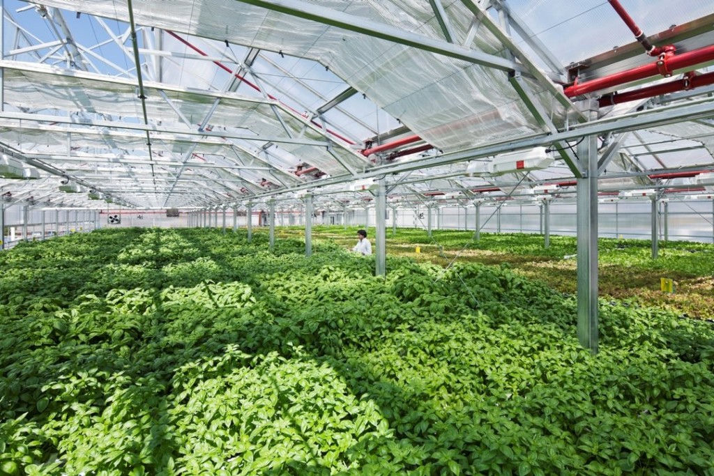 World's largest rooftop greenhouse.