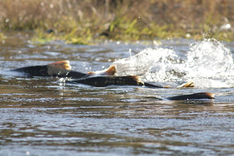 Chinook salmon swimming upstream. Credit: Wikipedia commons