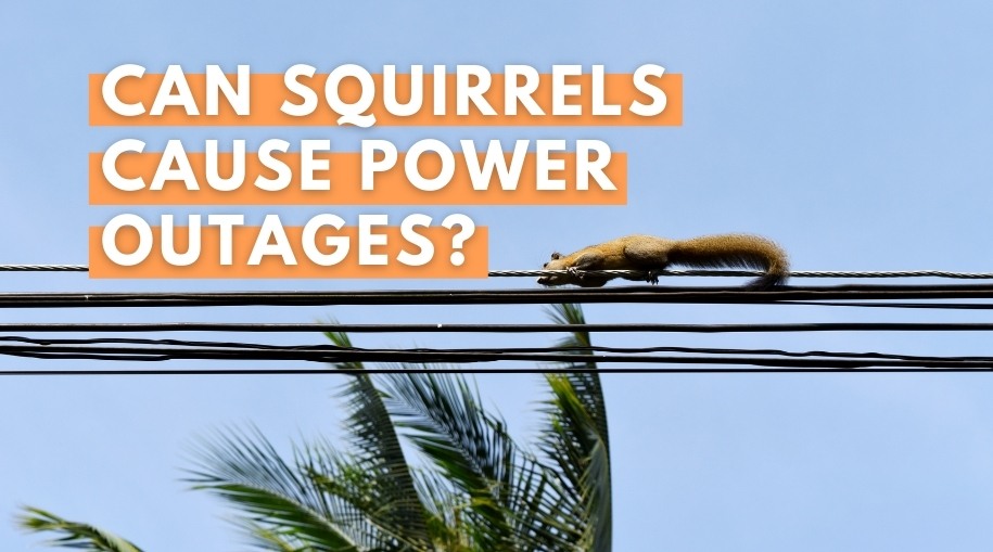 Can Squirrels Cause Power Outages 1