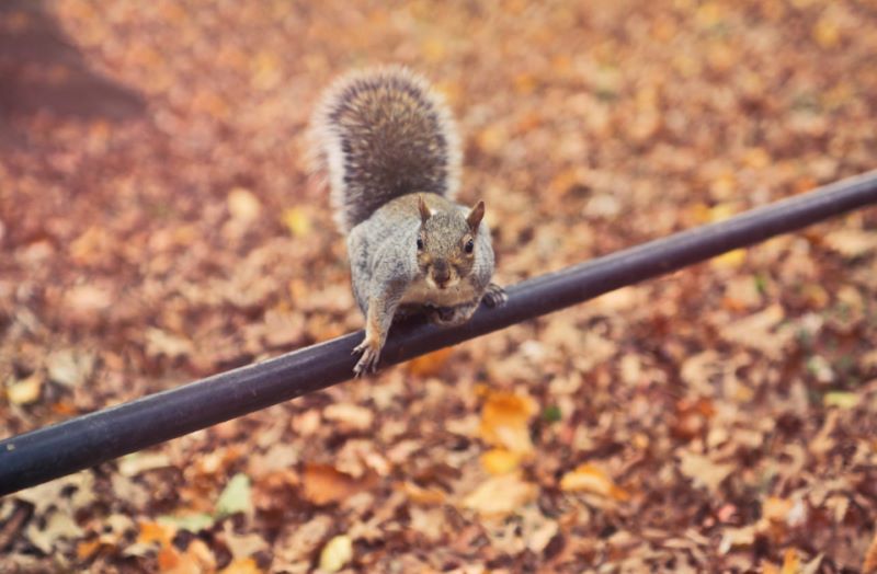 Squirrel on Pole