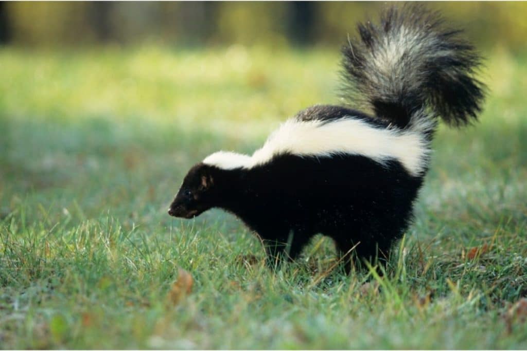 How To Get Rid Of A Skunk In Your Backyard