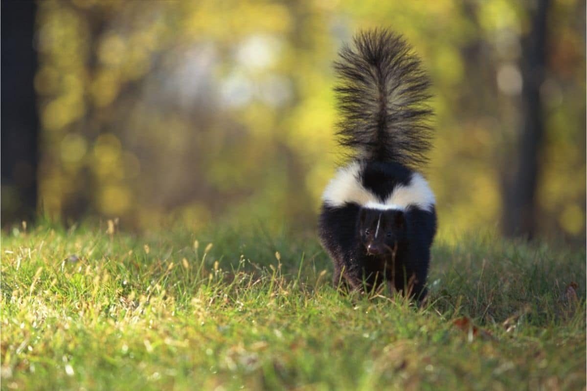 How To Get Rid Of A Skunk In Your Backyard 2