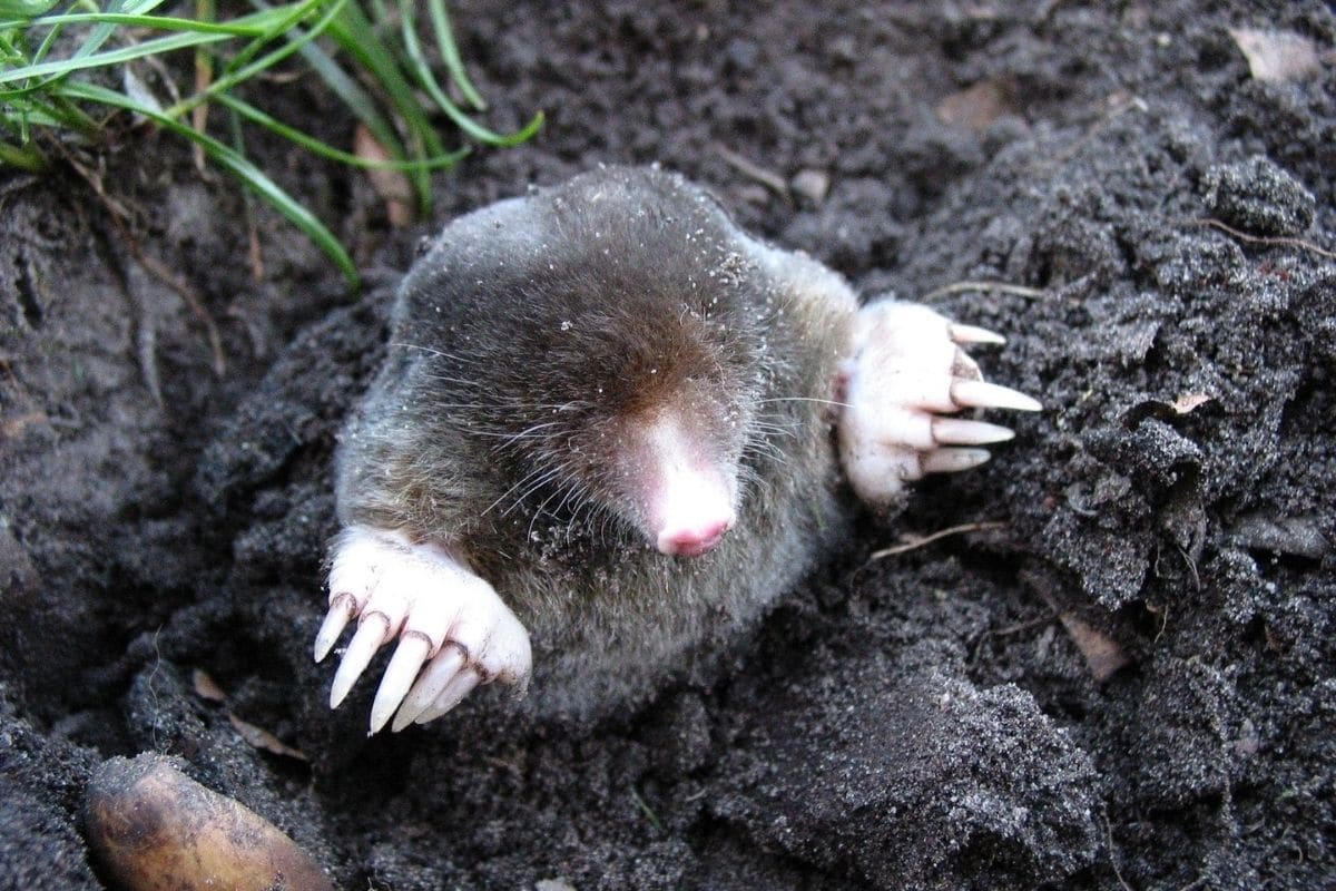 How To Get Rid Of Moles In Your Backyard