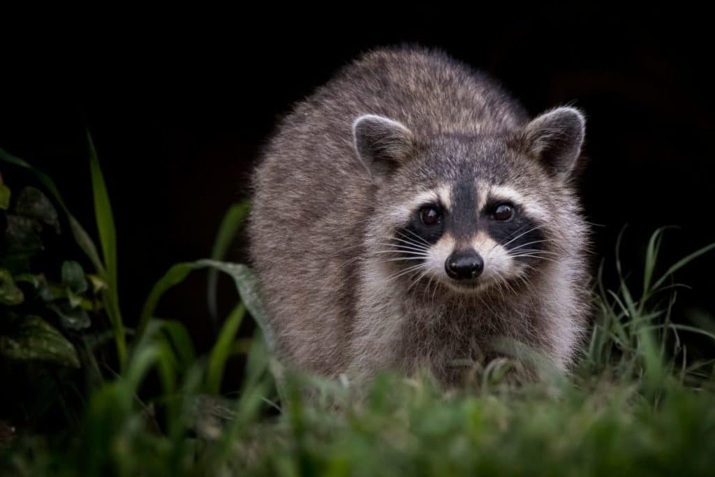 How To Get Rid Of Raccoons In Backyard 1