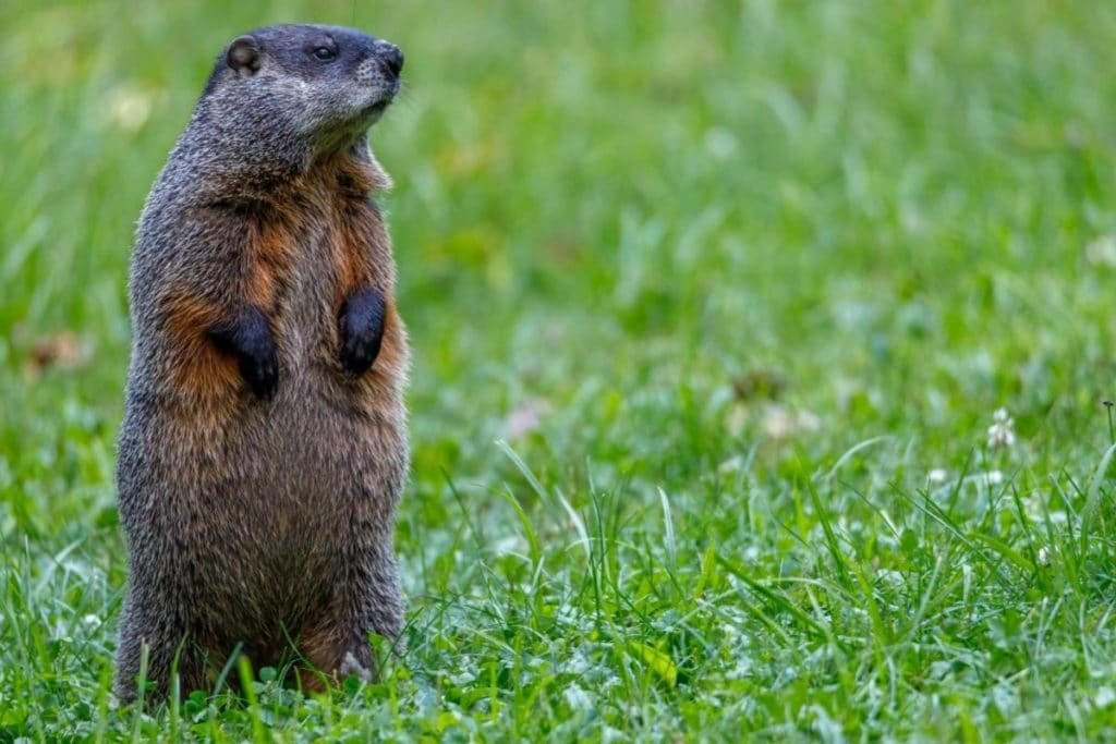 How To Keep Groundhogs From Digging Under The Shed